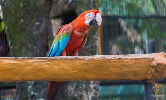 Guacamaya Roja aves Amazónicas de Colombia